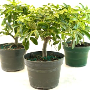 Schefflera Dwarf Pre Bonsai Tree - Arboricola Luseane in 4&quot; Nursery Pot, Indoors or Outdoors, Unique Gift