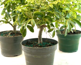 Dwarf Schefflera Bonsai Tree: Arboricola Luseane - 4" Pot