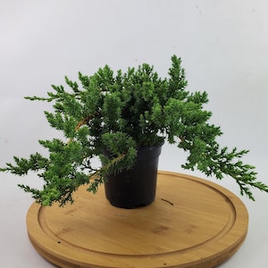 Juniper Procumbens 'Nana' Live Pre-Bonsai Tree in 4" Grow Pot