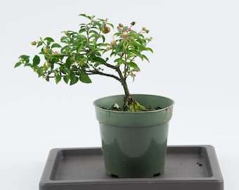 Dwarf Barbados Cherry Live Pre Bonsai in 4" Grow Pot - 'Malpighia Punicifolia' Flowering and Fruiting Bonsai, Indoors or Outdoors