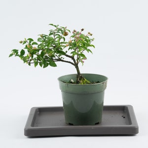 Dwarf Barbados Cherry Live Pre Bonsai in 4" Grow Pot - 'Malpighia Punicifolia' Flowering and Fruiting Bonsai, Indoors or Outdoors