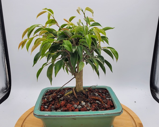 Oriental Ficus Live Bonsai Tree in 7 Pot 'ficus Orientalis' Indoor or Outdoor Plant, Etsy