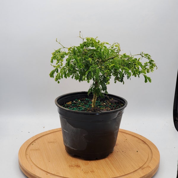 Brazilian Rain Tree Live Pre Bonsai in 6" Grow Pot - 'Pithecellobium Tortum', Nyctinastic, Blooming flowers, Indoors or Outdoors