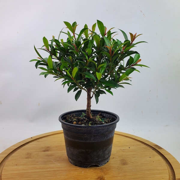 Pre Bonsai Live Global Brush Cherry Tree in 4" grow pot, Indoor or Outdoor plant, Housewarming and  Unique birthday gift.