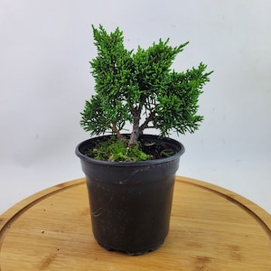 Shimpaku Juniper Rare Live Pre-Bonsai Tree in 4" Grow Pot