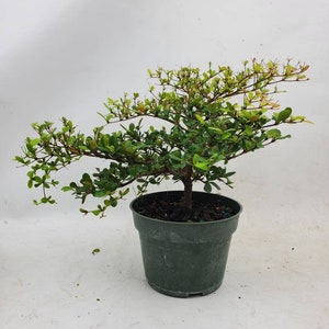 Black Olive Pre-Bonsai in 6&quot; Pot - Bucida Spinosa, Indoor or Outdoor tree