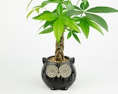 Money Tree in a black Owl pottery, office indoor plant planter, unique gift bring great fortune, Housewarming or Holiday Gift
