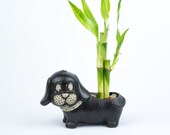 Indoor plant Lucky Bamboo in a black hot dog Pot, planter, wedding deco, Housewarming Unique birthday holiday gift