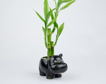 Indoor plant Lucky Bamboo in a hippo Pot, planter, wedding favors, deco, Housewarming Unique birthday holiday gift