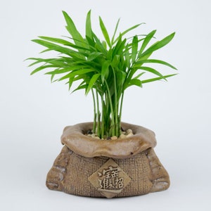 Chinese Money Bag Planter Potted Plants, Coffee, Parlor Palm, Hypoestes, Lucky Bamboo, Fern, Unique Gift