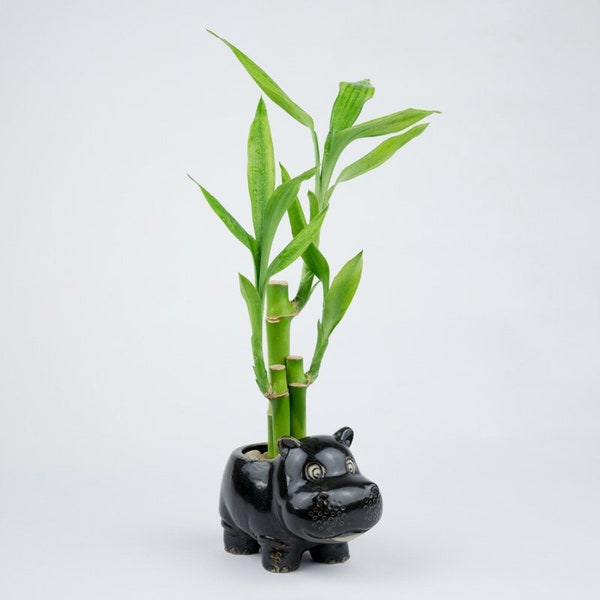 Indoor plant Lucky Bamboo in a hippo Pot, planter, wedding favors, deco, Housewarming Unique birthday holiday gift