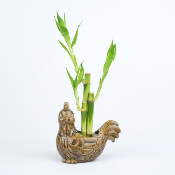 Indoor plant Lucky Bamboo in a brown rooster Pot, wild animal planter, wedding deco, Housewarming Unique birthday holiday gift