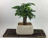 Live Money Tree indoor plant, white stucco Planter, unique gift bring money and fortune, Housewarming or Holiday unique Gift