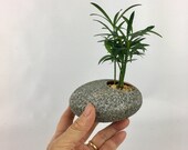 Cute little forest podacarpus in a grey saucer planter indoor plant easy care good feng shui for office home unique birthday gift