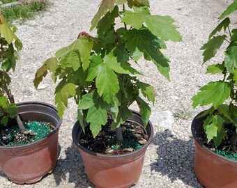 Maple Bonsai Leaves Etsy