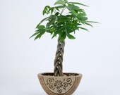 Money Tree indoor plant in a brown floral pottery, planter, unique gift bring money and fortunes, Housewarming, birthday. holiday gift
