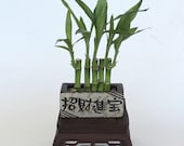 Pottery with Lucky Bamboo, planter great for succulent, air plant and small foliage House warming birthday Christmas holiday gift