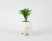 Elephant Pot with mini indoor plant, blue, white animal planter, baby shower gift, succulent, coffee plant, office gift for holidays