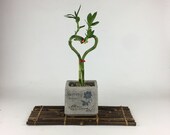 Heart Lucky Bamboo, Mother Love Planter, indoor outdoor plants, succulent, air plant, Housewarming unique holiday gift