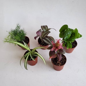 Indoor Plants, Mini Foliage Assortment in 2 Pots, Dish Garden ...