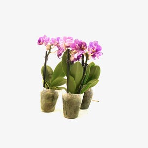 May include: Three potted Phalaenopsis orchids featuring vibrant purple and white striped petals. Each plant has broad, dark green leaves and is supported by a thin black stake, all housed in clear plastic containers filled with potting medium.