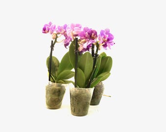 Peut inclure: Trois orchidées Phalaenopsis en pot aux pétales rayés violet et blanc. Chaque plante possède de larges feuilles vert foncé et est soutenue par un tuteur noir fin, le tout dans des contenants en plastique transparent avec du terreau.