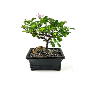 Grewia Bonsai Tree – 6&quot; Ceramic Pot | Flowering Indoor/Outdoor Bonsai | One of a Kind Gift | Tropical Bonsai Ready to Display