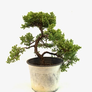 Juniper Procumbens Nana Bonsai Tree - Cascade Style - 6&quot; Pot