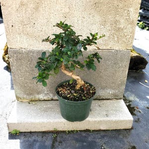 Fukien Tea Bonsai Tree: Live Indoor/Outdoor Plant with Tiny White Flowers