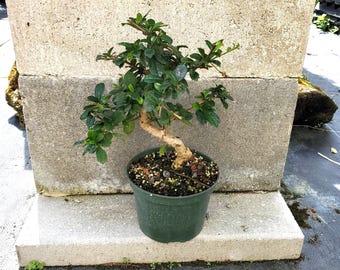 Live Bonsai Tree Fukien Tea (small Leave) in 7.5" Bonsai Pot Bloom Tiny  White Flowers & Berries, Indoor Outdoor Plant Unique Gift - Etsy