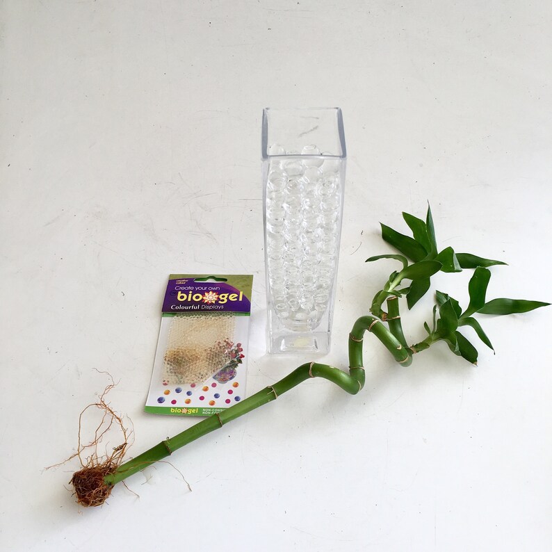 Lucky Bamboo in water beads glass vase indoor plant brings ...