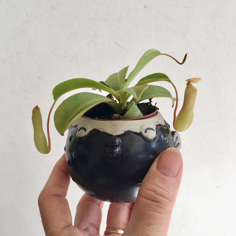 Baby Carnivorous Asian Pitcher plant Venus Fly Trap or Sundew | Etsy