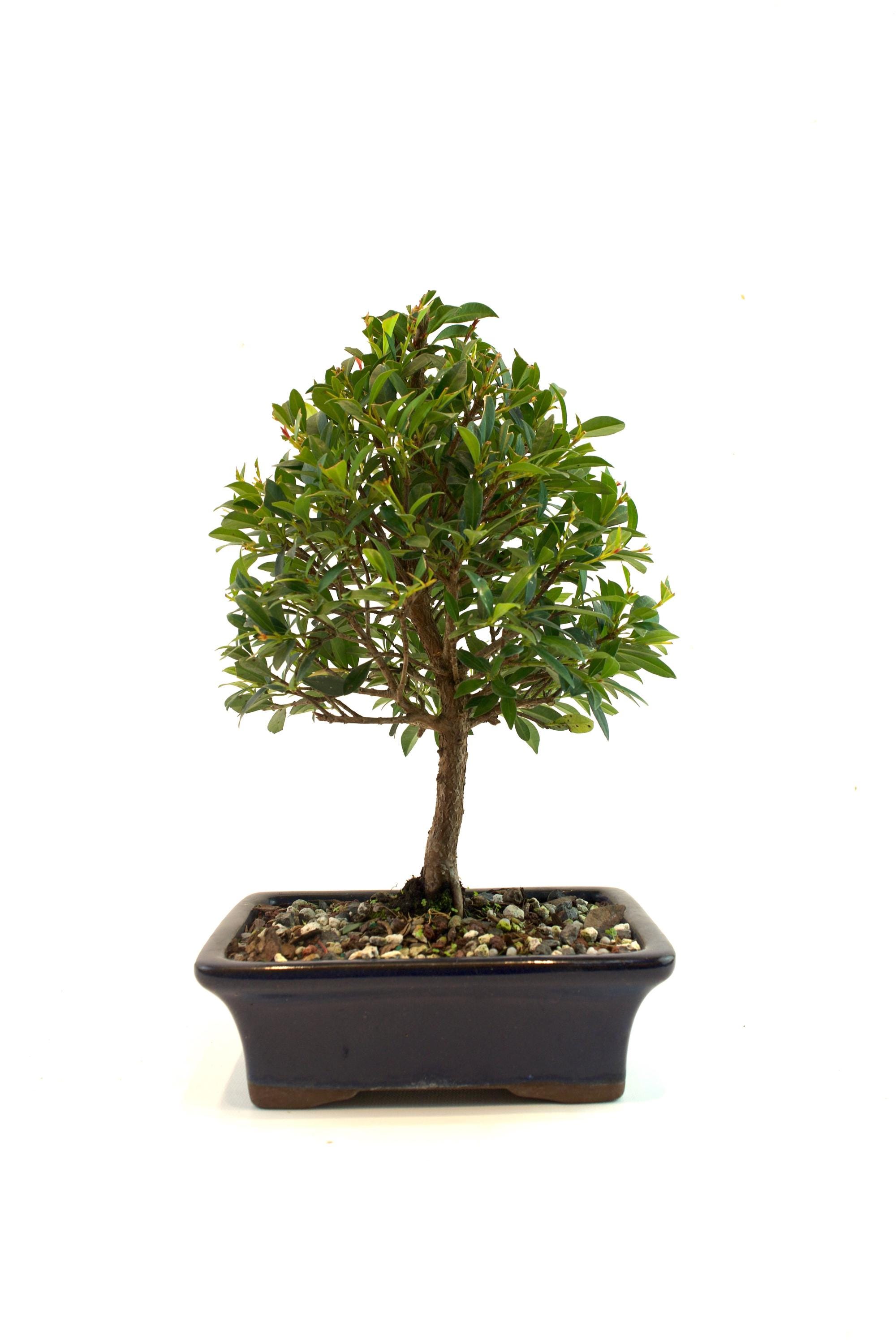 neem oil for indoor plants The Plant Runner main image 0