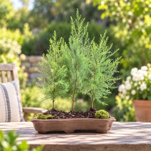 May include: A trio of small, slender evergreen trees planted in a single, elongated, rectangular terracotta-colored ceramic planter. The soil surface is dark and textured, accented with small patches of bright green moss at the base.