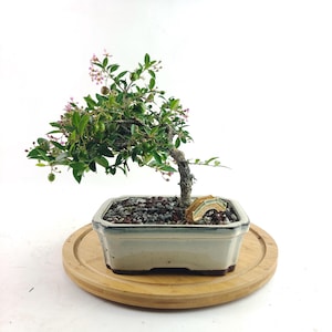 Live bonsai Barbados Cherry tree blossom pink flower fruit tree miniature cherries edible in a 7&quot; Bonsai pot, Housewarming unique gift