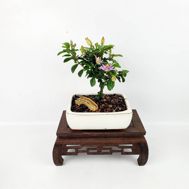 Grewia Caffra Live Bonsai Tree in a 6 Bonsai Pot, Purple Flowering, Lavender Star Flower, Unique Gift image 3