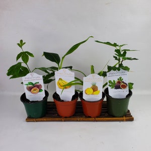 Patio fruit banana, pineapple, passion fruit black berry, mulberry or fig in 4&quot; pot  foliages indoor plant  outdoor fruit tree unique gift
