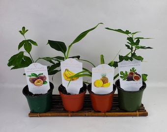 May include: Four potted plants in plastic containers, each with a white tag labeled Patio Fruits. The plants include an edible passion fruit, a tiny banana, a golden pineapple, and an Olympian fig, all arranged on a small bamboo mat.