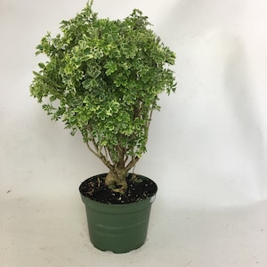 May include: A potted plant with green and white variegated leaves. The plant is in a dark green plastic pot. The plant has a woody stem and a full, rounded shape. The background is a plain white surface.