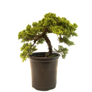 Juniper Procumbens Nana Bonsai Tree - Cascade Style - 6&quot; Pot