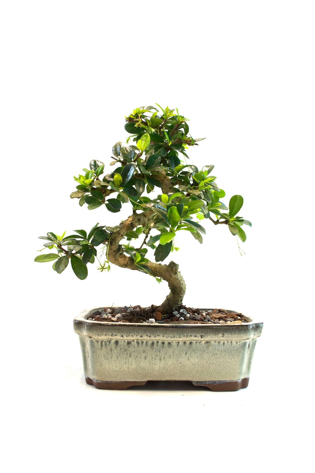 standort fr elefantenfu Elefantenfuss | Beaucarnea recurvata