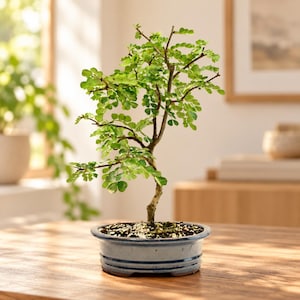 May include: A small bonsai tree with thin, woody branches and numerous tiny, rounded green leaves. The tree is planted in a shallow, oval-shaped ceramic pot with a smooth, light blue glaze, filled with dark soil and white pebbles.
