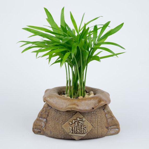 crispy wave plants Hydro Cultured] Crispy Wave Fern – naugjustplants
