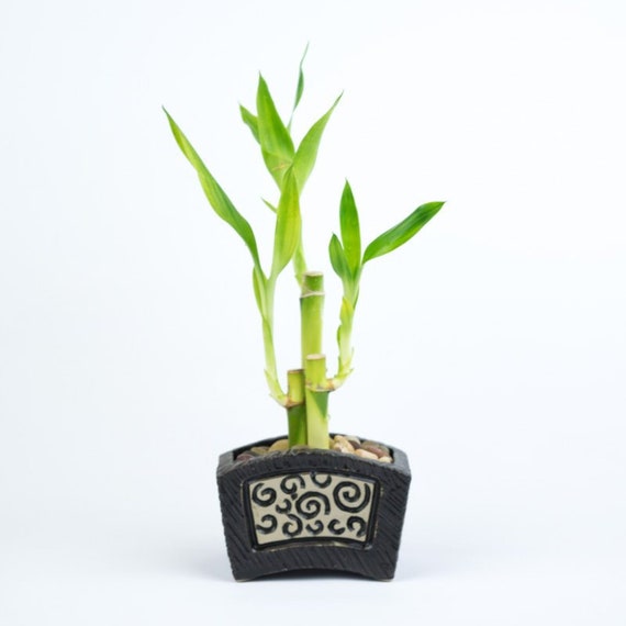 Lucky Bamboo Plant in Circle Design Pot, Indoor Home Decor - Etsy
