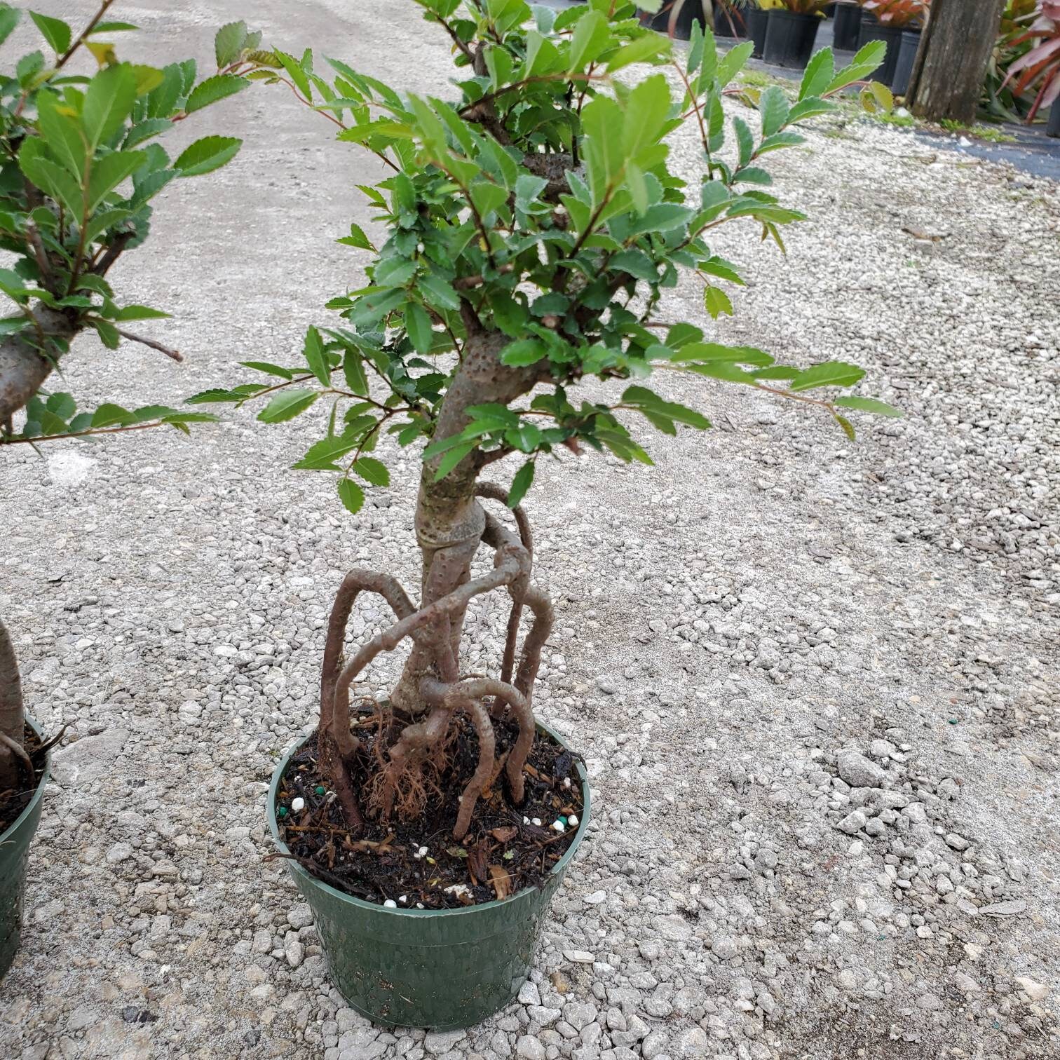 Bonsai Vivant Arbre Orme Chinois Dans Un Pot De 4 Plante Etsy France