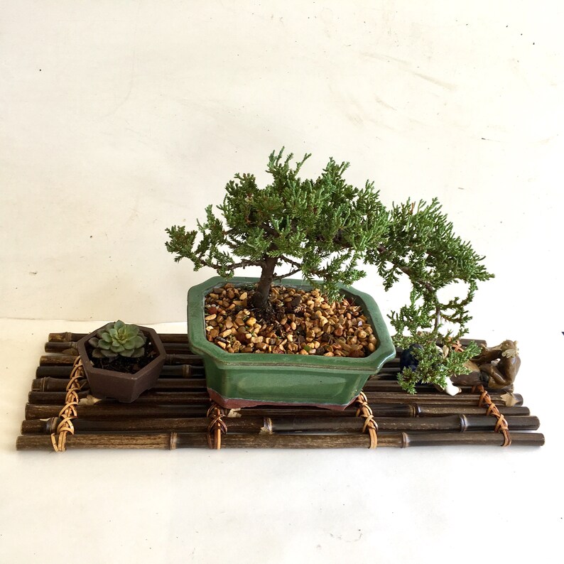  Bonsai  Display Tablett Bambus  f r Bonsai  Topf Indoor oder 