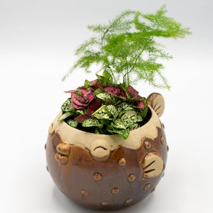 Può includere: Un vaso di ceramica marrone a forma di pesce palla, riempito con una varietà di piante. Le piante includono una pianta verde simile a una felce e altre piante con foglie macchiate di rosa e bianco. Il vaso ha un bordo marrone chiaro e dettagli decorativi.