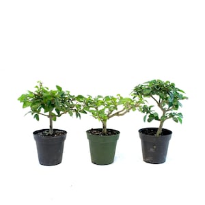 Parrot’s Beak Pre-Bonsai – 4&quot; Grow Pot | Tropical Bonsai Tree | Gmelina philippensis | Outdoor Pre-Bonsai Gift