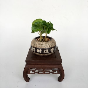Chinese Oriental Planter with Potted House Plants - Coffee Parlor Palm Polka Dot Lucky Bamboo and Fern - Unique Gift for Plant Lovers