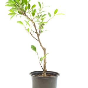 Tiger Bark Ficus&#39;s Live One of a Kind Pre-Bonsai in 6&quot; Grow Pot, Indoor Bonsai